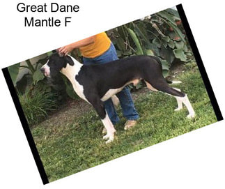 Great Dane Mantle F
