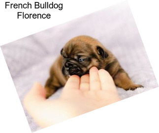 French Bulldog Florence