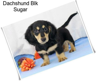 Dachshund Blk Sugar