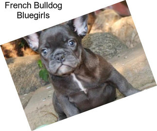 French Bulldog Bluegirls