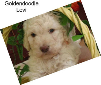 Goldendoodle Levi