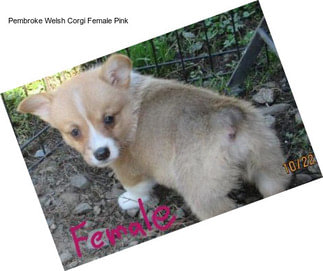 Pembroke Welsh Corgi Female Pink