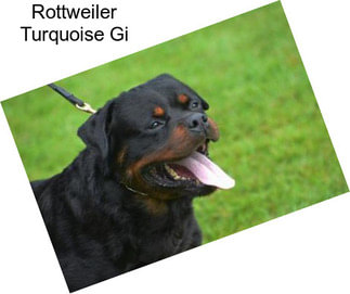 Rottweiler Turquoise Gi