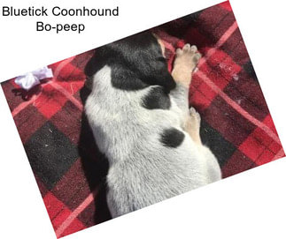 Bluetick Coonhound Bo-peep