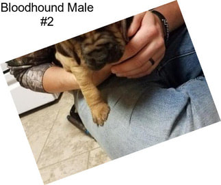 Bloodhound Male #2