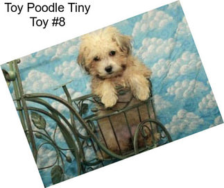 Toy Poodle Tiny Toy #8