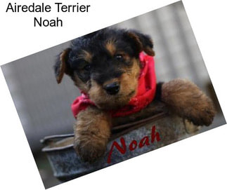 Airedale Terrier Noah