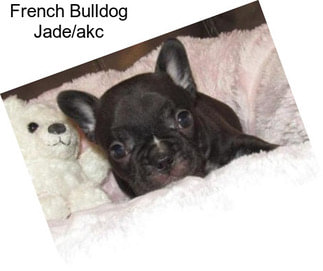 French Bulldog Jade/akc