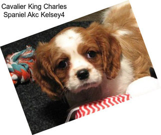 Cavalier King Charles Spaniel Akc Kelsey4