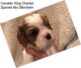 Cavalier King Charles Spaniel Akc Blenheim