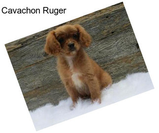 Cavachon Ruger