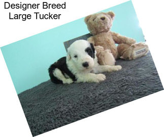 Designer Breed Large Tucker