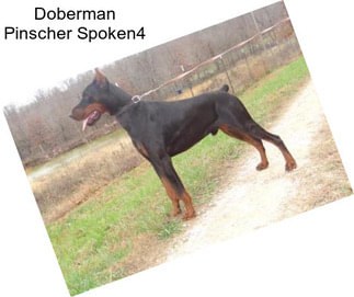 Doberman Pinscher Spoken4