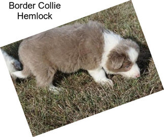 Border Collie Hemlock