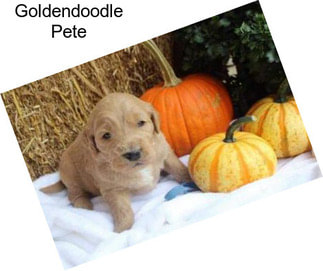 Goldendoodle Pete