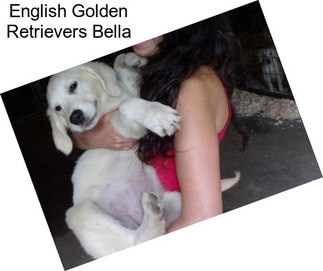 English Golden Retrievers Bella