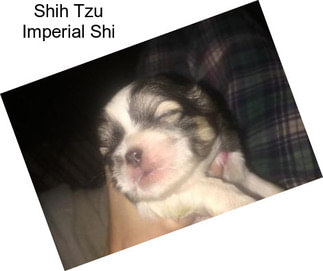 Shih Tzu Imperial Shi