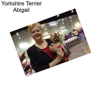 Yorkshire Terrier Abigail
