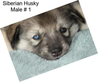 Siberian Husky Male # 1