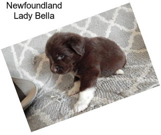 Newfoundland Lady Bella