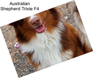 Australian Shepherd Trixie F4