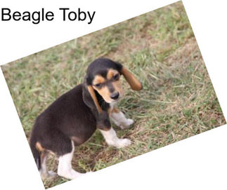 Beagle Toby