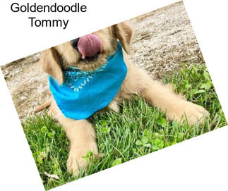 Goldendoodle Tommy