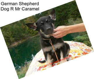 German Shepherd Dog R Mr Caramel