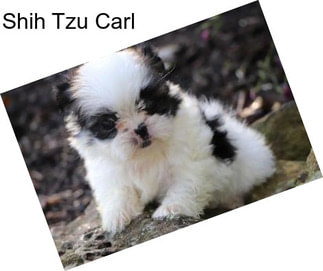 Shih Tzu Carl