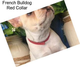 French Bulldog Red Collar