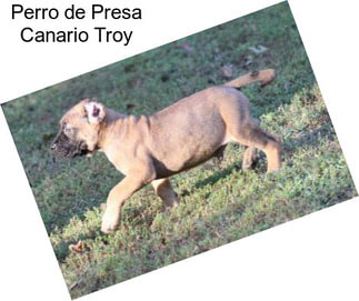 Perro de Presa Canario Troy