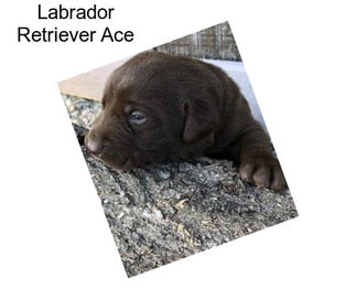 Labrador Retriever Ace