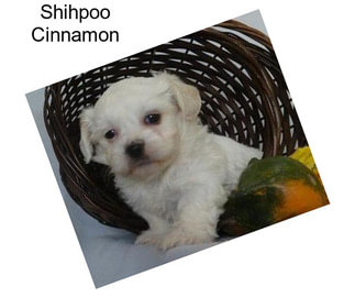 Shihpoo Cinnamon