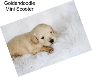 Goldendoodle Mini Scooter
