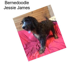 Bernedoodle Jessie James