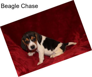 Beagle Chase