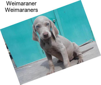 Weimaraner Weimaraners