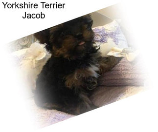 Yorkshire Terrier Jacob