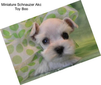 Miniature Schnauzer Akc Toy Boo