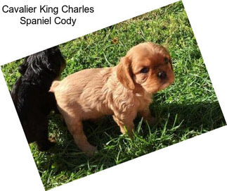 Cavalier King Charles Spaniel Cody