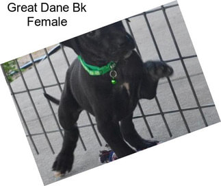 Great Dane Bk Female