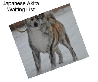 Japanese Akita Waiting List