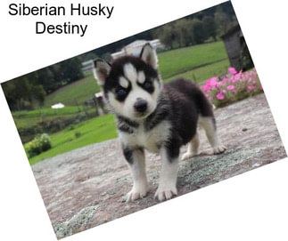 Siberian Husky Destiny
