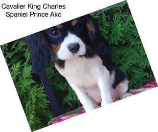 Cavalier King Charles Spaniel Prince Akc