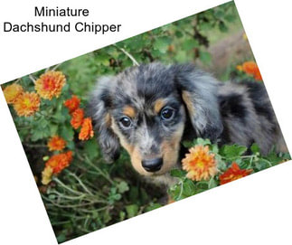 Miniature Dachshund Chipper