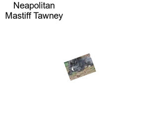 Neapolitan Mastiff Tawney