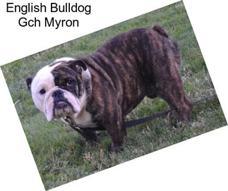 English Bulldog Gch Myron