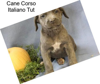 Cane Corso Italiano Tut