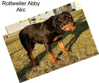 Rottweiler Abby Akc
