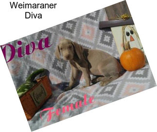 Weimaraner Diva